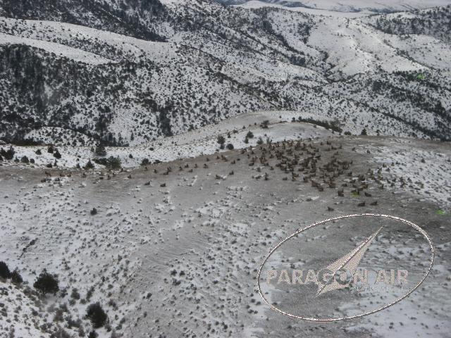 080130 Elk Herd