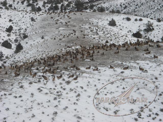 080130 Elk