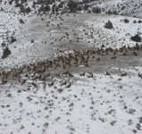 080130 Elk