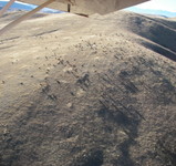 071024 More Elk